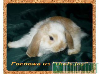    -  (, )  Urals joy 