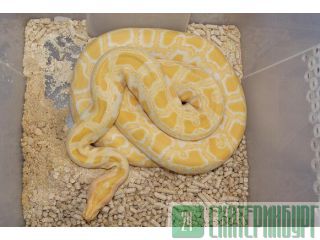     Reptileworld.ru 