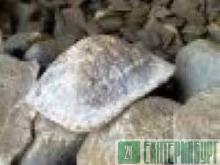 ������� ����� ��1, ��2 ���� 805-95 ������������