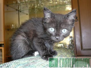 Котенок Эля в добрые руки Екатеринбург
