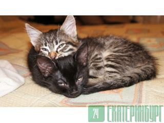 Котик или кошечка в семью! Екатеринбург