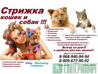 Груминг животных,Стрижка кошек и собак Выезд на дом.Домашняя передержка,Стрижка животных в Зарайске Зарайск