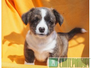 Welsh corgi cardigan 
