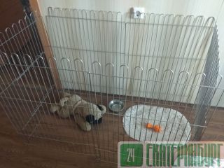 Вольер для щенка в квартиру.  Красноярск