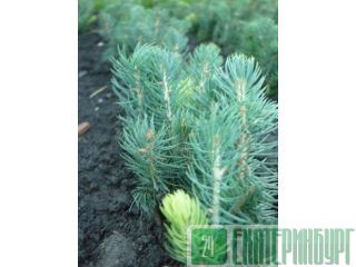 ������, ������� ������� �������� �� ��������� ������������